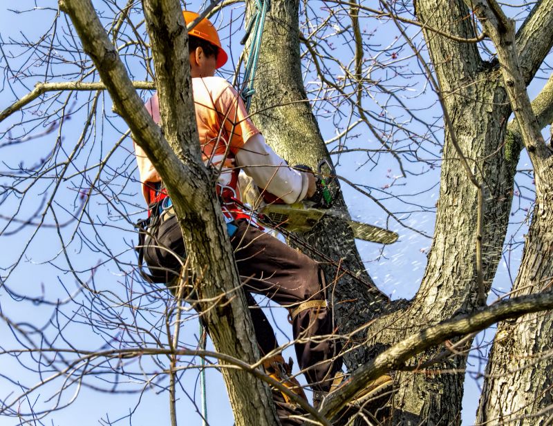 Tree and Vegetation Removal