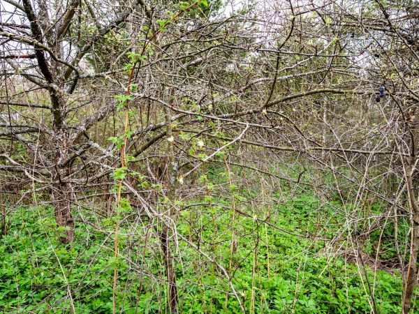 Underbrush Clearing in East Stroudsburg