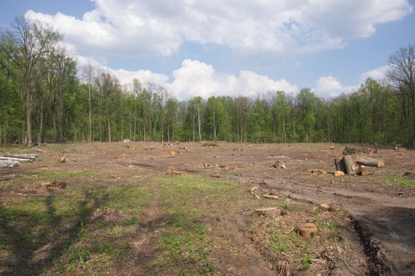 Pasture Clearing in East Stroudsburg