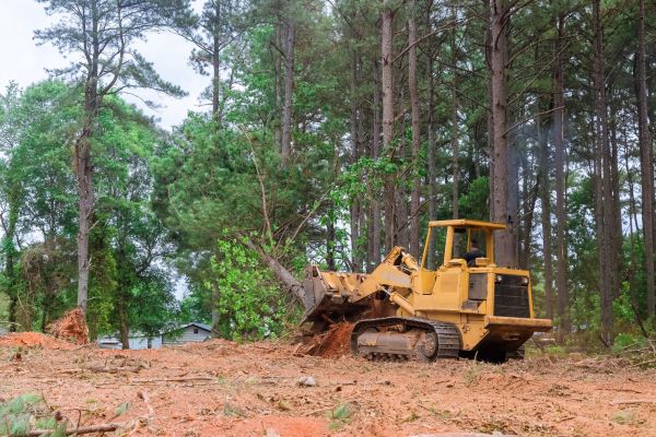 Forest Thinning in East Stroudsburg
