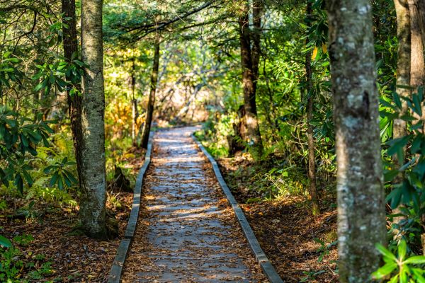Trail Clearing in East Stroudsburg